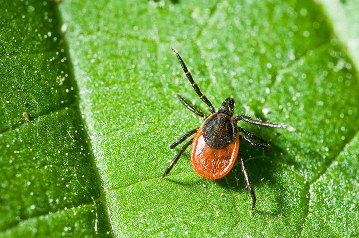 La protection contre les insectes