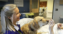 Avec Grace: Les chiens bénévoles aident à «briser la tristesse» aux soins palliatifs