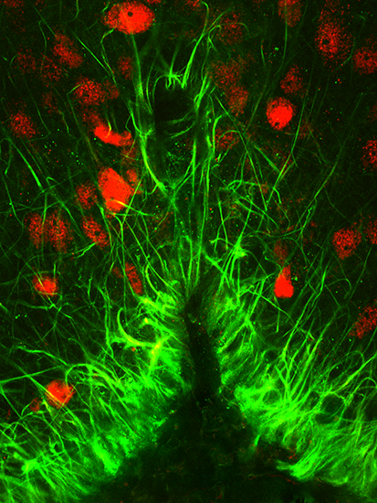 Neurones détectant l’hydratation (en rouge) et les cellules gliales (en vert) dans un cerveau de souris. L’étude démontre que ce sont les cellules gliales qui sont les premières à détecter l’état d’hyperhydratation et qui envoient l’information pour stopper le fonctionnement des neurones qui détectent cet état.
